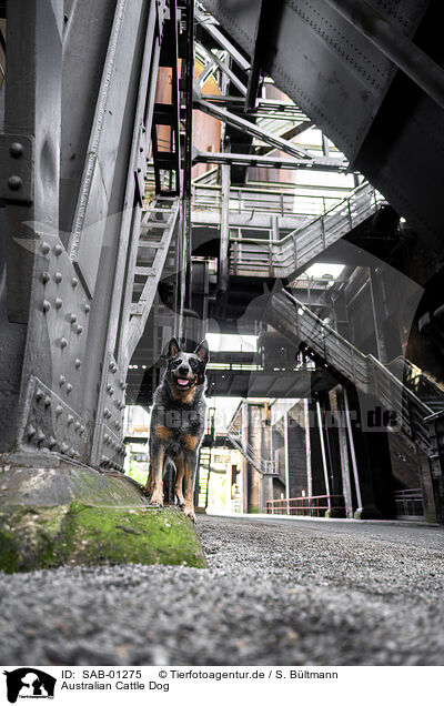 Australian Cattle Dog / Australian Cattle Dog / SAB-01275