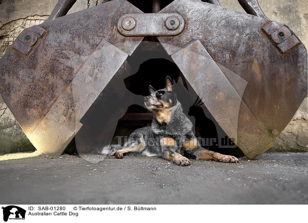 Australian Cattle Dog / Australian Cattle Dog / SAB-01280