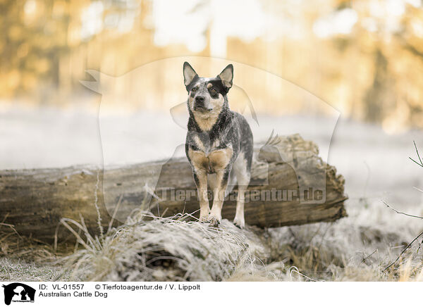 Australian Cattle Dog / Australian Cattle Dog / VL-01557