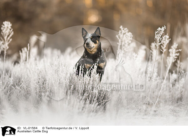 Australian Cattle Dog / Australian Cattle Dog / VL-01564