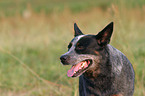 Australian Cattle Dog