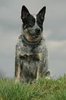 Australian Cattle Dog