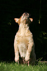 Australian Cattle Dog Welpe