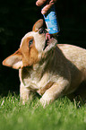 Australian Cattle Dog Welpe