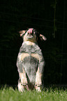 Australian Cattle Dog Welpe