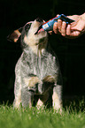 Australian Cattle Dog Welpe