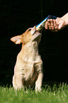 Australian Cattle Dog Welpe