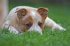 Australian Cattle Dog Welpe