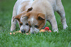 Australian Cattle Dog Welpen