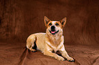 Australian Cattle Dog