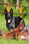 Australian Cattle Dog