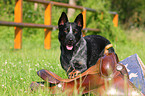 Australian Cattle Dog