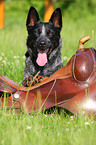 liegender Australian Cattle Dog