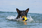 spielender Australian Cattle Dog