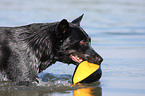 spielender Australian Cattle Dog