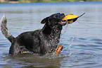 spielender Australian Cattle Dog