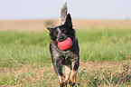 spielender Australian Cattle Dog