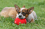 Australian Cattle Dog Welpen