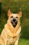 Australian Cattle Dog Portrait