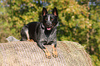 liegender Australian Cattle Dog