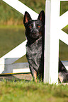 sitzender Australian Cattle Dog