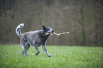 spielender Australian Cattle Dog