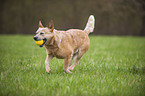 spielender Australian Cattle Dog