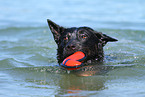 spielender Australian Cattle Dog
