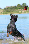 springender Australian Cattle Dog