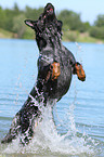 springender Australian Cattle Dog