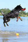 spielender Australian Cattle Dog