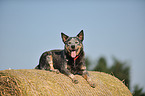 liegender Australian Cattle Dog