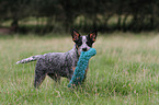 junger Australian Cattle Dog