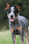 junger Australian Cattle Dog