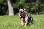 spielender Australian Cattle Dog