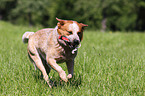 spielender Australian Cattle Dog