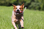 spielender Australian Cattle Dog