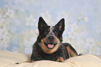 liegender Australian Cattle Dog