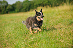 rennender Australian Cattle Dog