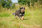 spielender Australian Cattle Dog