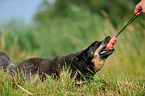 spielender Australian Cattle Dog