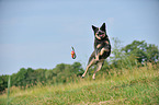 springender Australian Cattle Dog