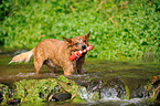 apportierender Australian Cattle Dog