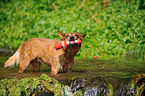 apportierender Australian Cattle Dog