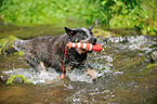 spielender Australian Cattle Dog