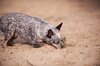 buddelnder Australian Cattle Dog