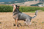 jaulender Australian Cattle Dog