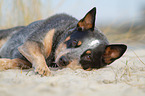 liegender Australian Cattle Dog