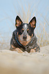 liegender Australian Cattle Dog