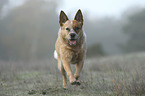 rennender Australian Cattle Dog